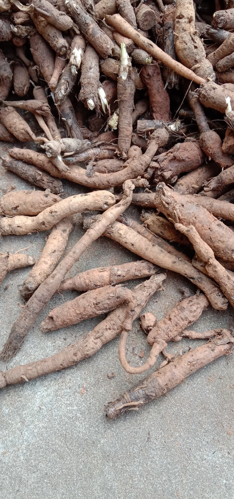 野生川仙茅含量高超药典标准包邮