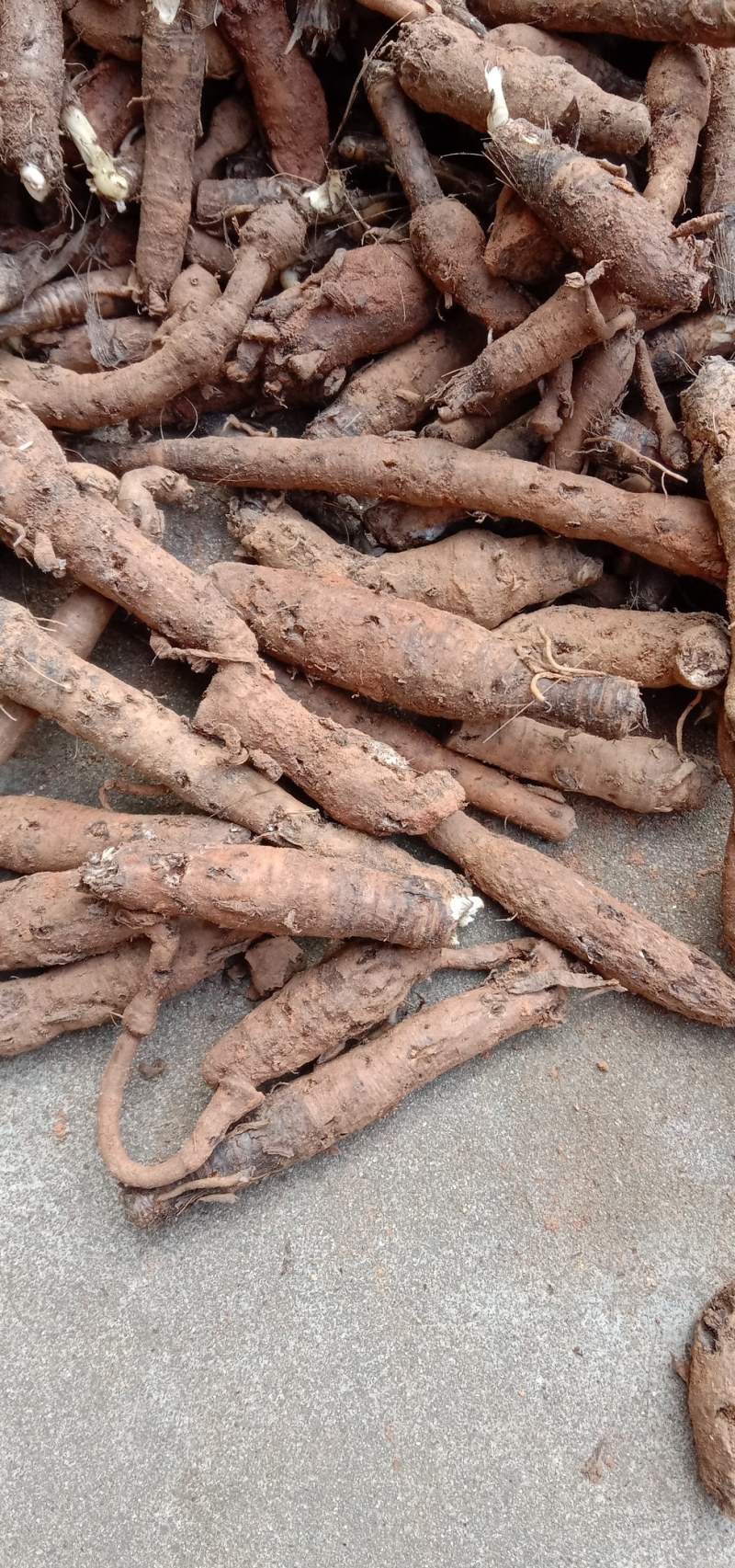 野生川仙茅含量高超药典标准包邮