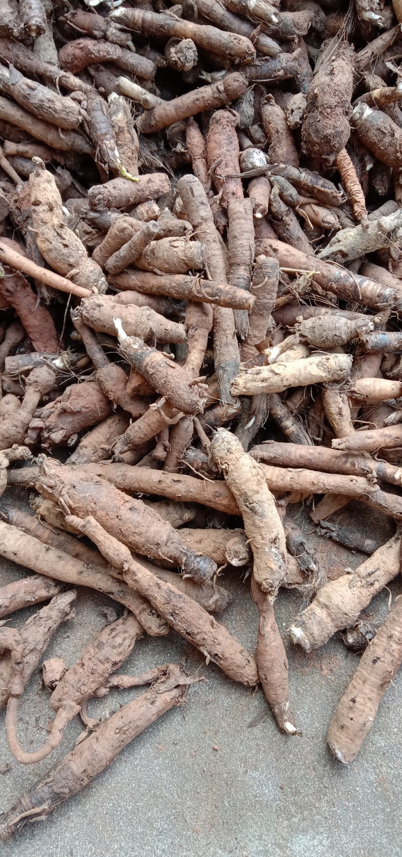 野生川仙茅含量高超药典标准包邮