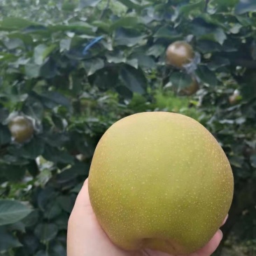 黄花梨不多咯。赚钱的老板赶紧预约