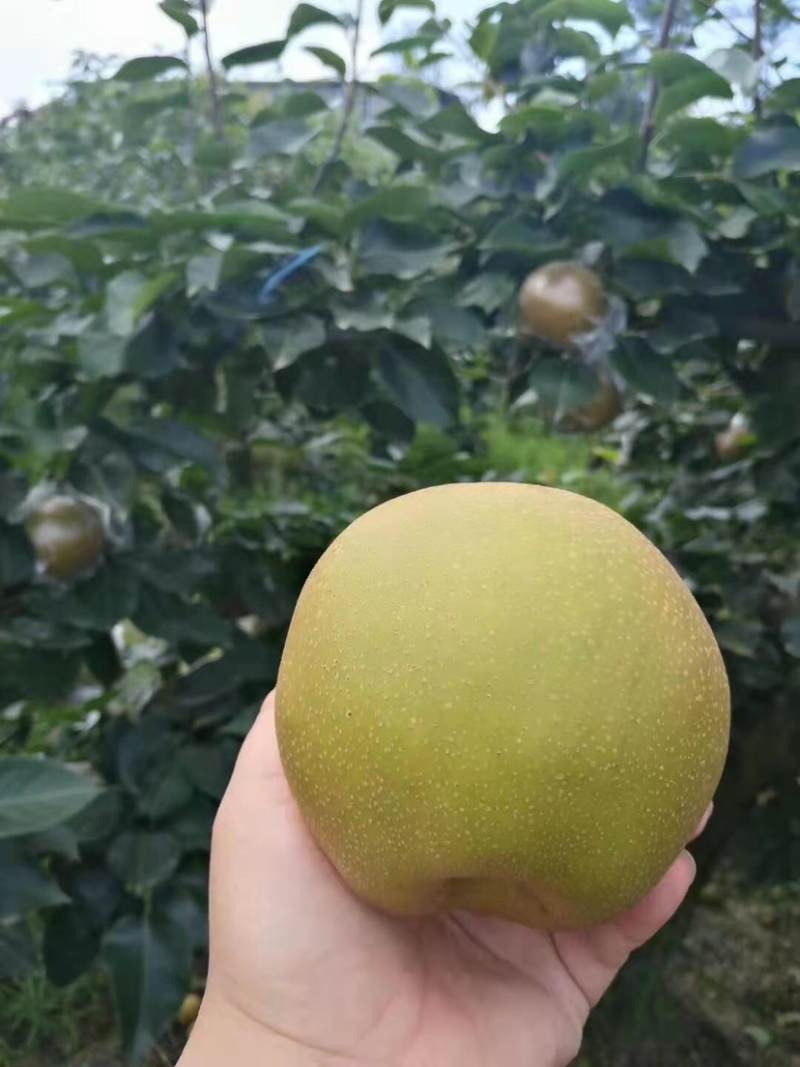 黄花梨不多咯。赚钱的老板赶紧预约