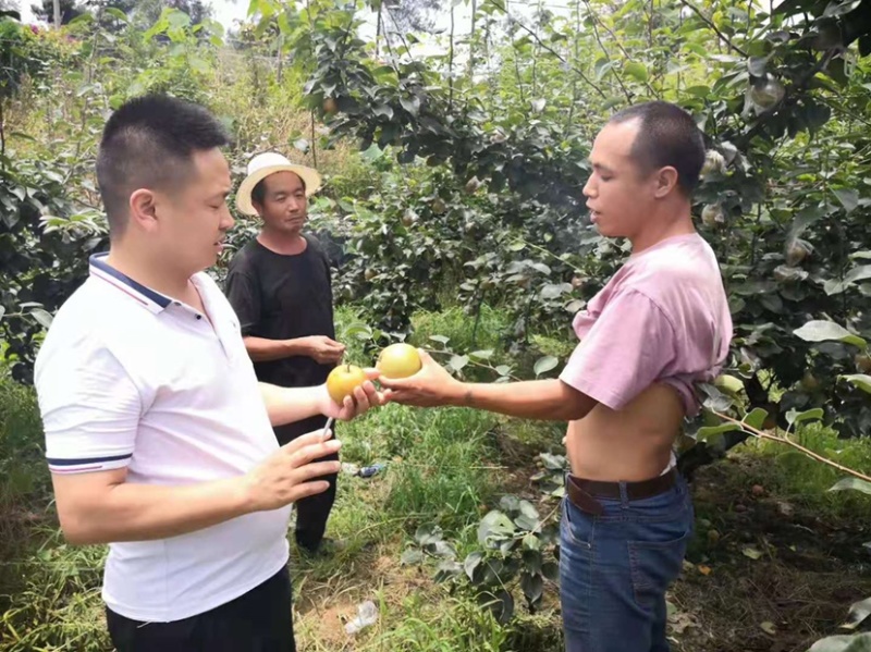 黄花梨不多咯。赚钱的老板赶紧预约