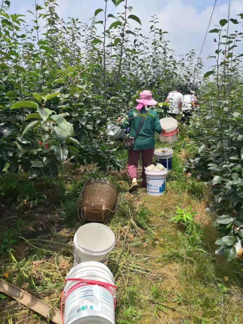 黄花梨不多咯。赚钱的老板赶紧预约