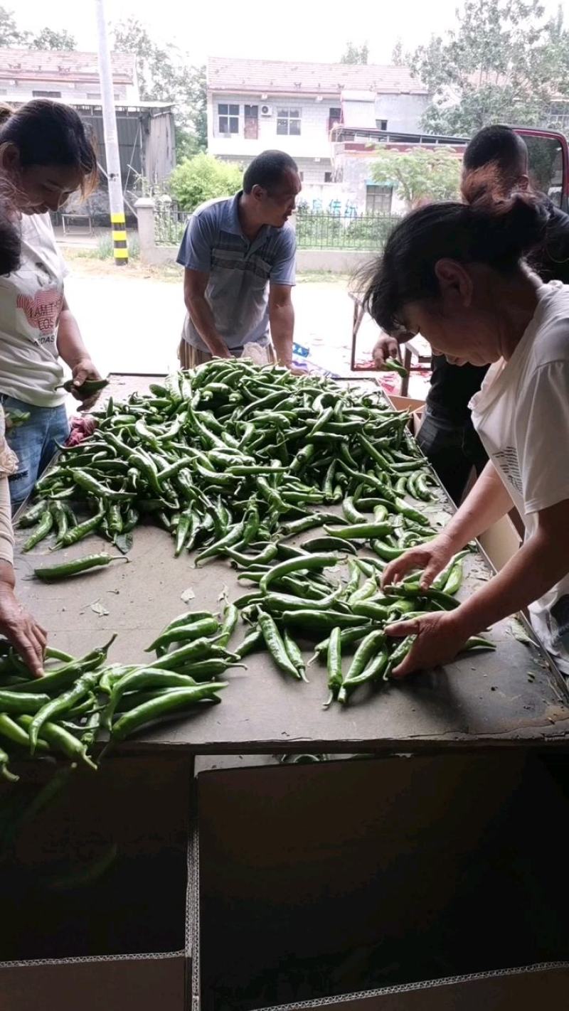 【精品】河南大青椒七寸红/色泽好产地直发量大从优欢迎致电