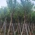 广东普宁宫粉紫荆，大小规格齐全，价格实惠