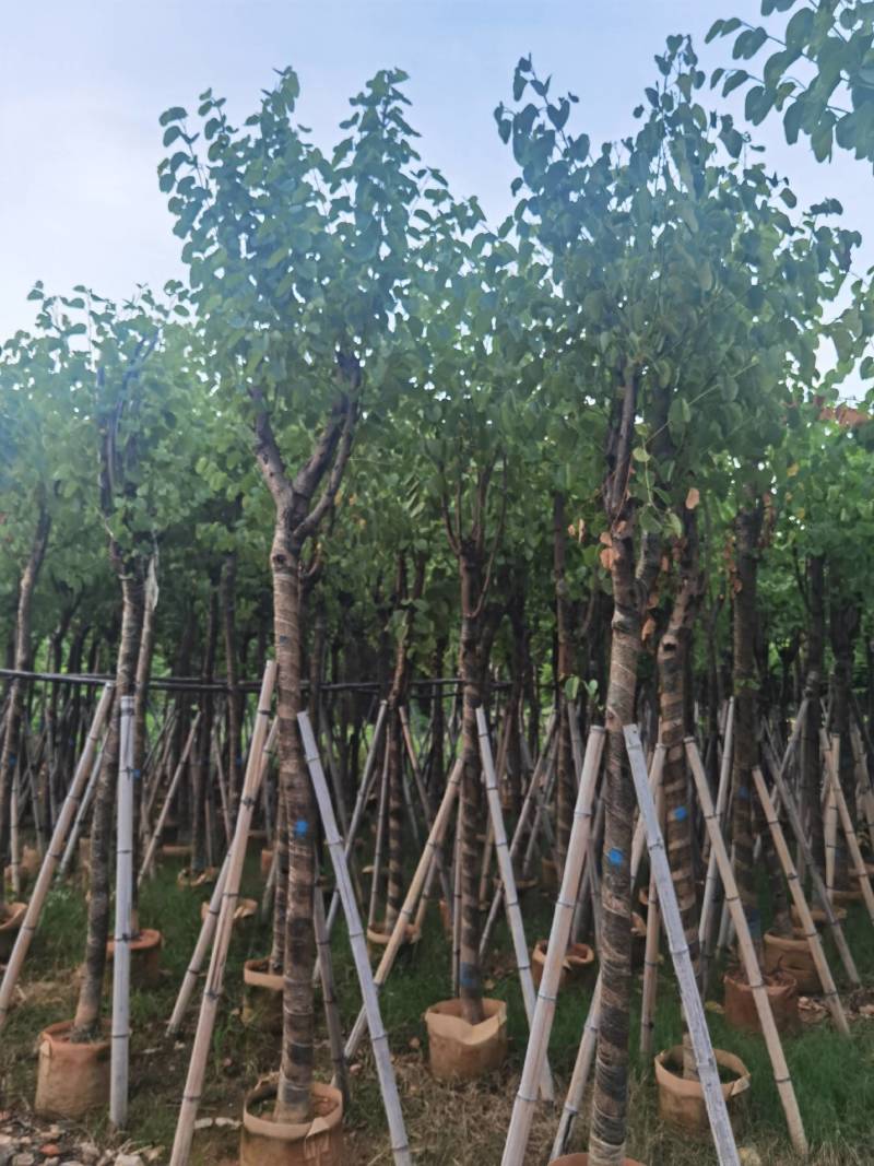 广东普宁宫粉紫荆，大小规格齐全，价格实惠