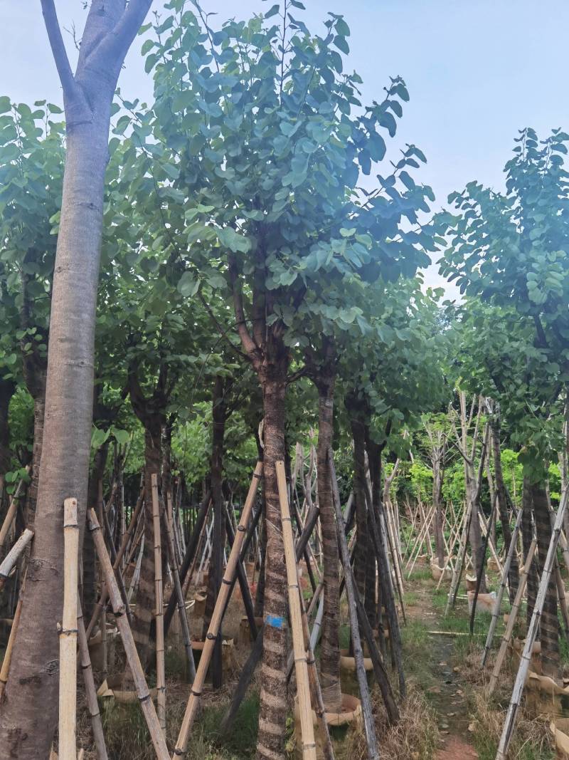 广东普宁宫粉紫荆，大小规格齐全，价格实惠