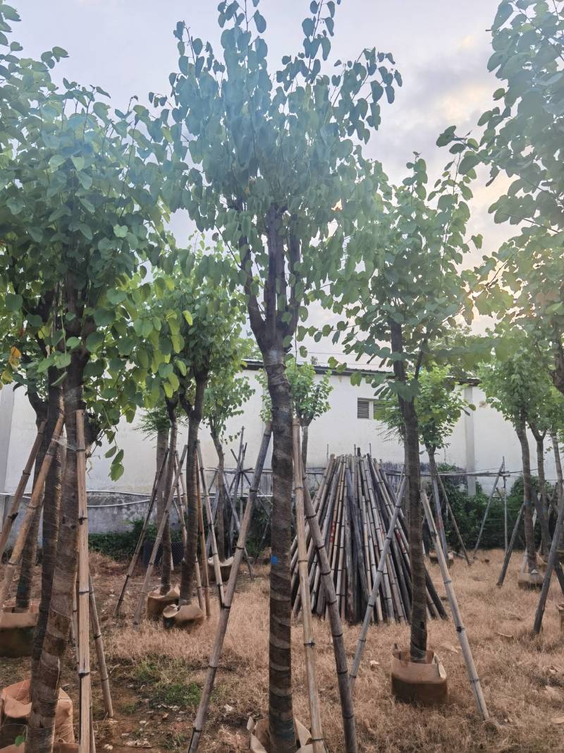 广东普宁宫粉紫荆，大小规格齐全，价格实惠