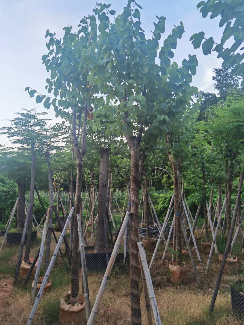广东普宁宫粉紫荆，大小规格齐全，价格实惠