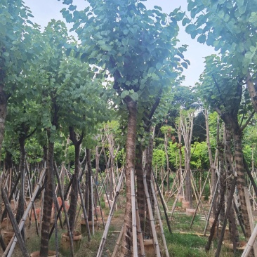 广东普宁宫粉紫荆，大小规格齐全，价格实惠