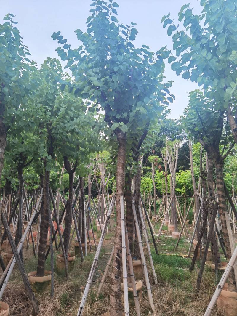 广东普宁宫粉紫荆，大小规格齐全，价格实惠