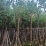 广东普宁宫粉紫荆，大小规格齐全，价格实惠