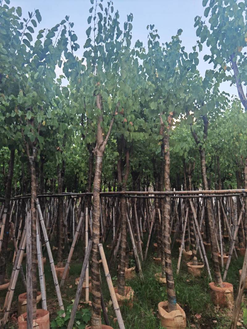 广东普宁宫粉紫荆，大小规格齐全，价格实惠