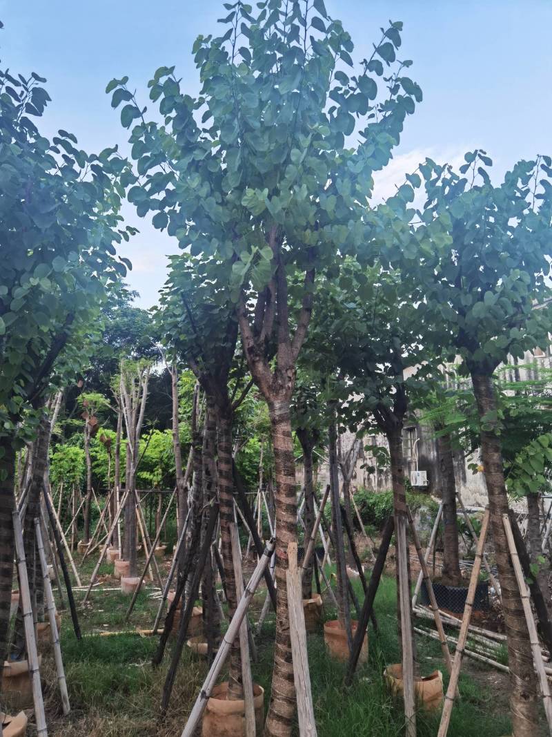 广东普宁宫粉紫荆，大小规格齐全，价格实惠