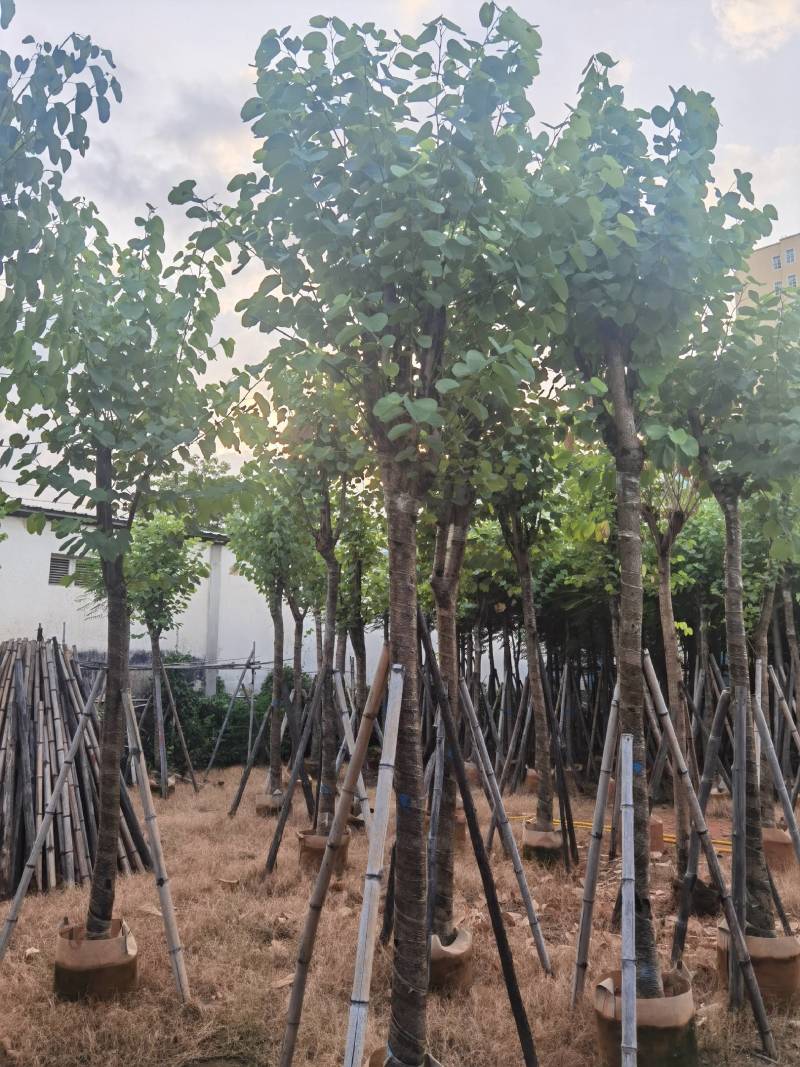 广东普宁宫粉紫荆，大小规格齐全，价格实惠