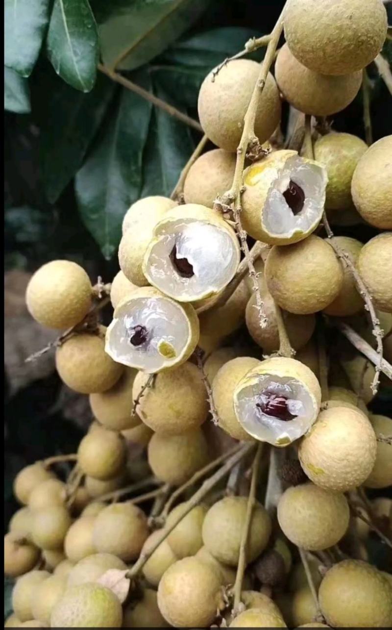龙眼