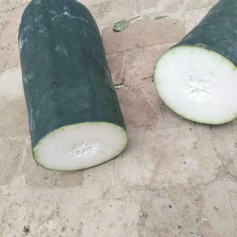 万亩吊冬瓜黑皮长条形颜色好无病虫无弯曲一手货源