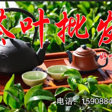 云南普洱茶