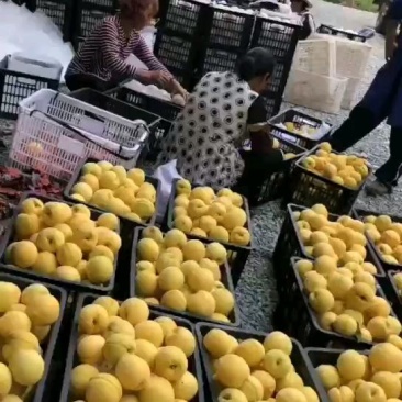松林锦绣黄桃