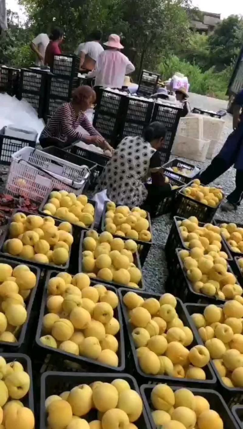 松林锦绣黄桃
