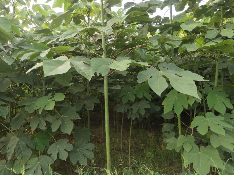 大量出售1到5公分精品青桐，量大价优，欢迎考察。