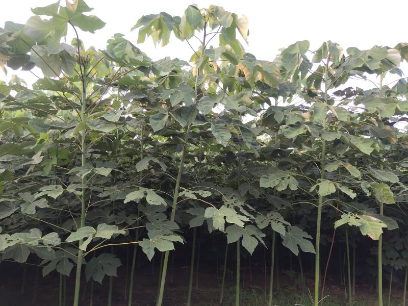 大量出售1到5公分精品青桐，量大价优，欢迎考察。