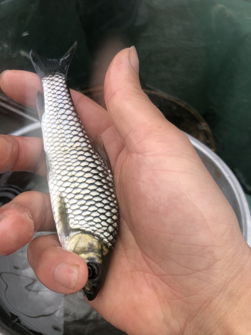 清波鱼苗，优质清波鱼苗，基地直供，可送货上门