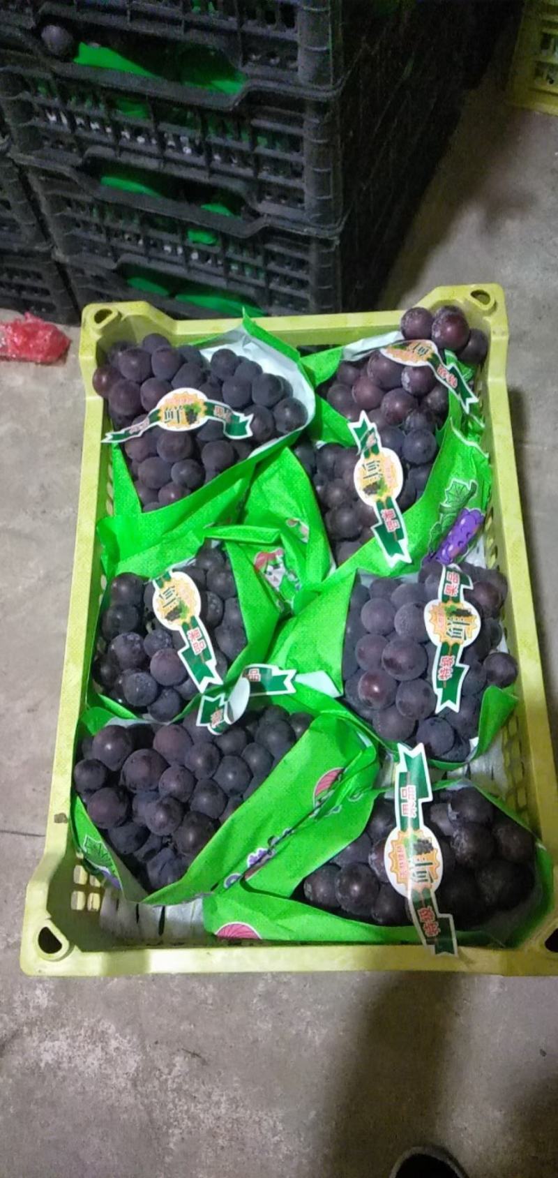 辽南巨峰葡萄陆续上市中！有意向的客户前来采购