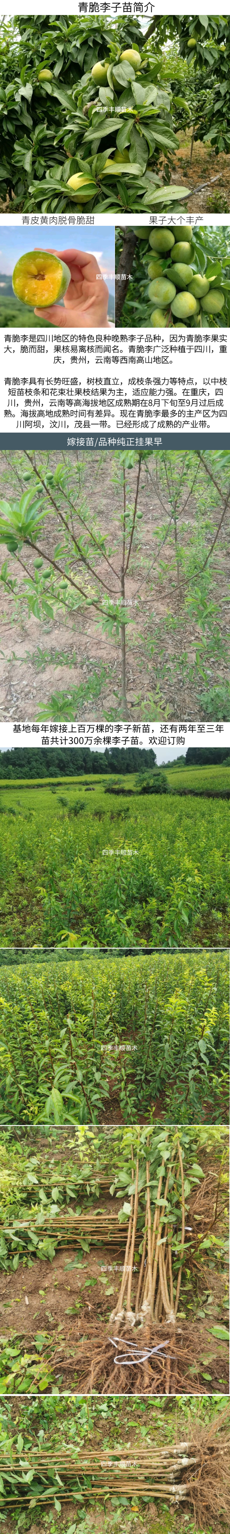 新品种九月晚熟密脆李子苗十月金秋晚熟李巫山脆李汶川清脆李