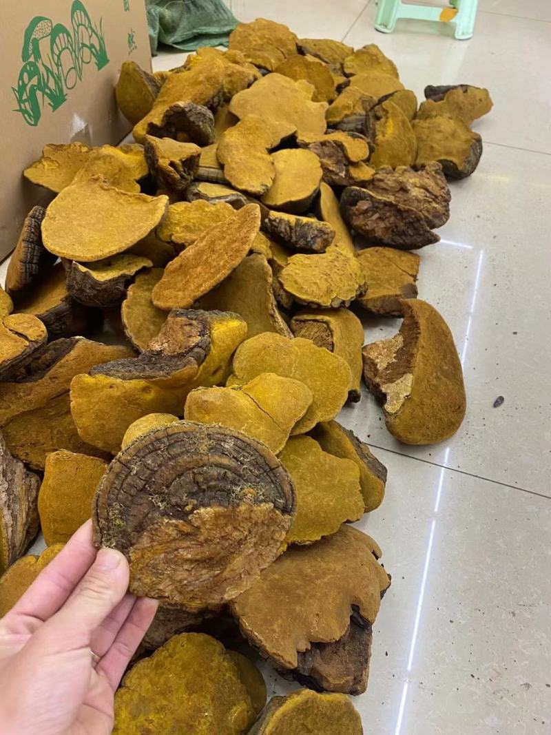 桑黄500包邮桑树桑黄茶孔菌灵芝金边整朵西藏