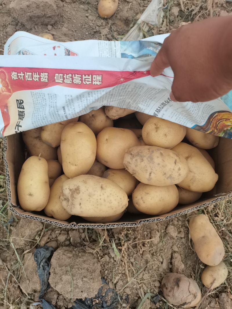 2025新河北邢台柏乡县土豆大量供应四两以上货源充足