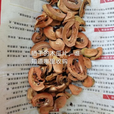 干木瓜片