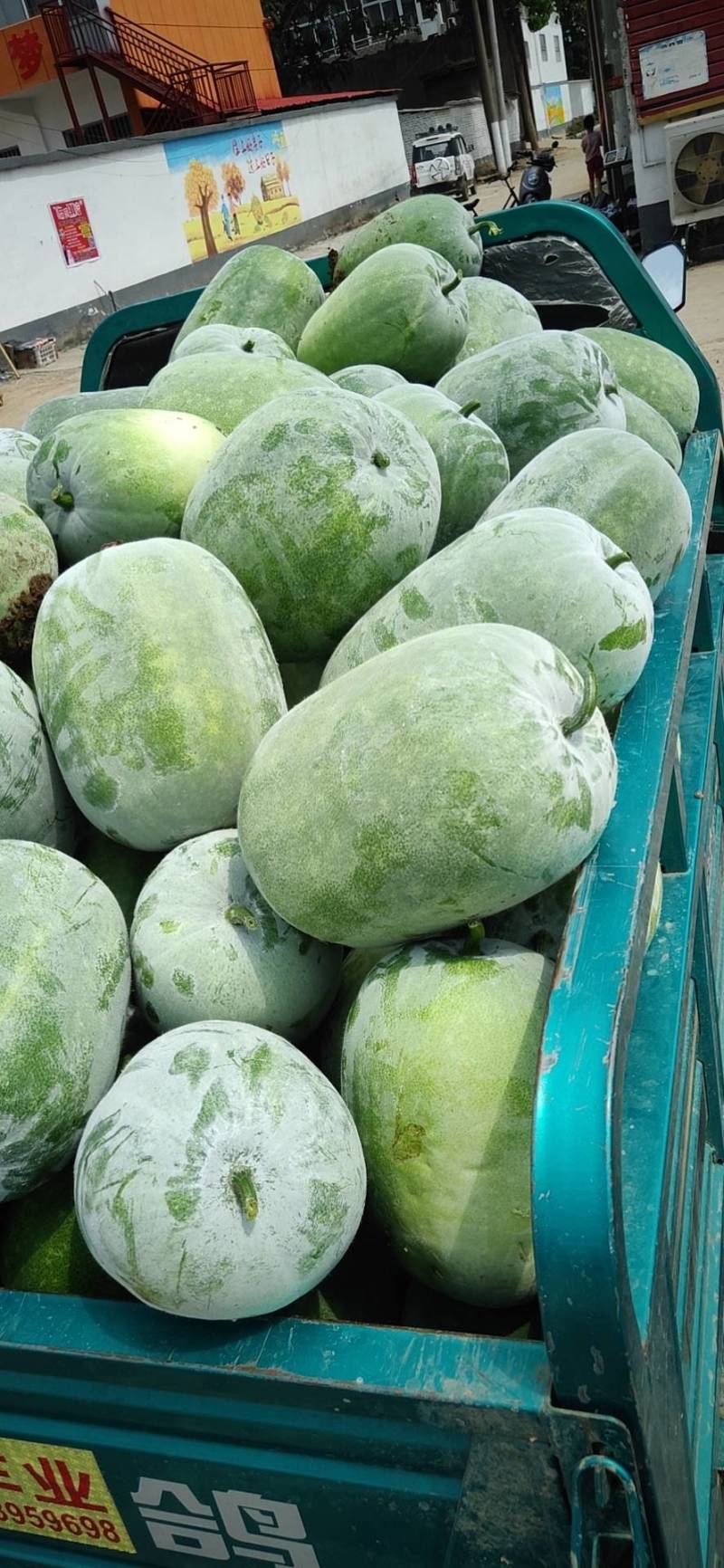 精品小棒冬瓜水果冬瓜口感好，品质好，大量上市欢迎咨询
