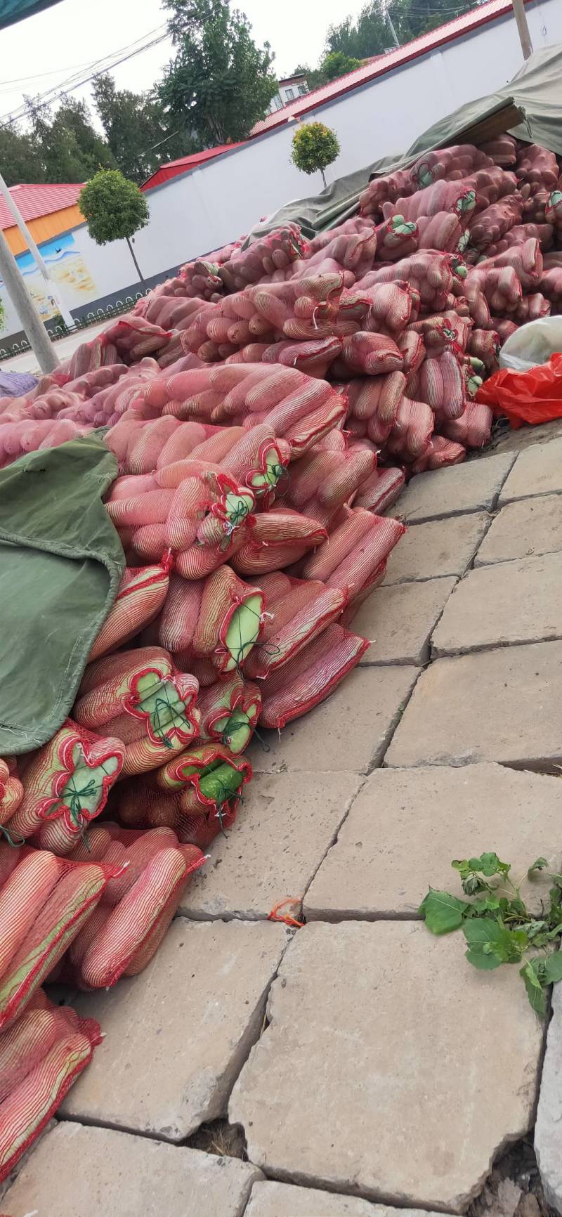精品小棒冬瓜水果冬瓜口感好，品质好，大量上市欢迎咨询