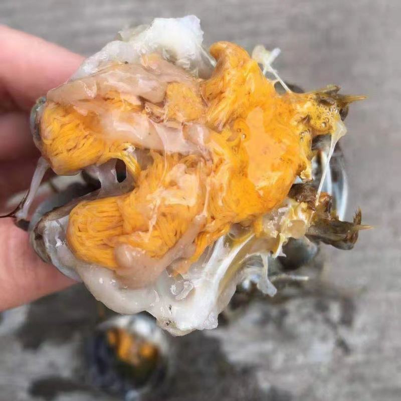 2-4两母蟹精品大闸蟹成熟蟹正式上市，欢迎咨询选购