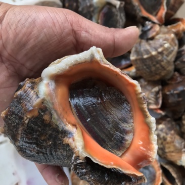 鲜活海螺地笼海螺吐沙发货大海螺小海螺牙签螺