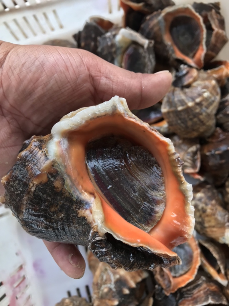 鲜活海螺地笼海螺吐沙发货大海螺小海螺牙签螺