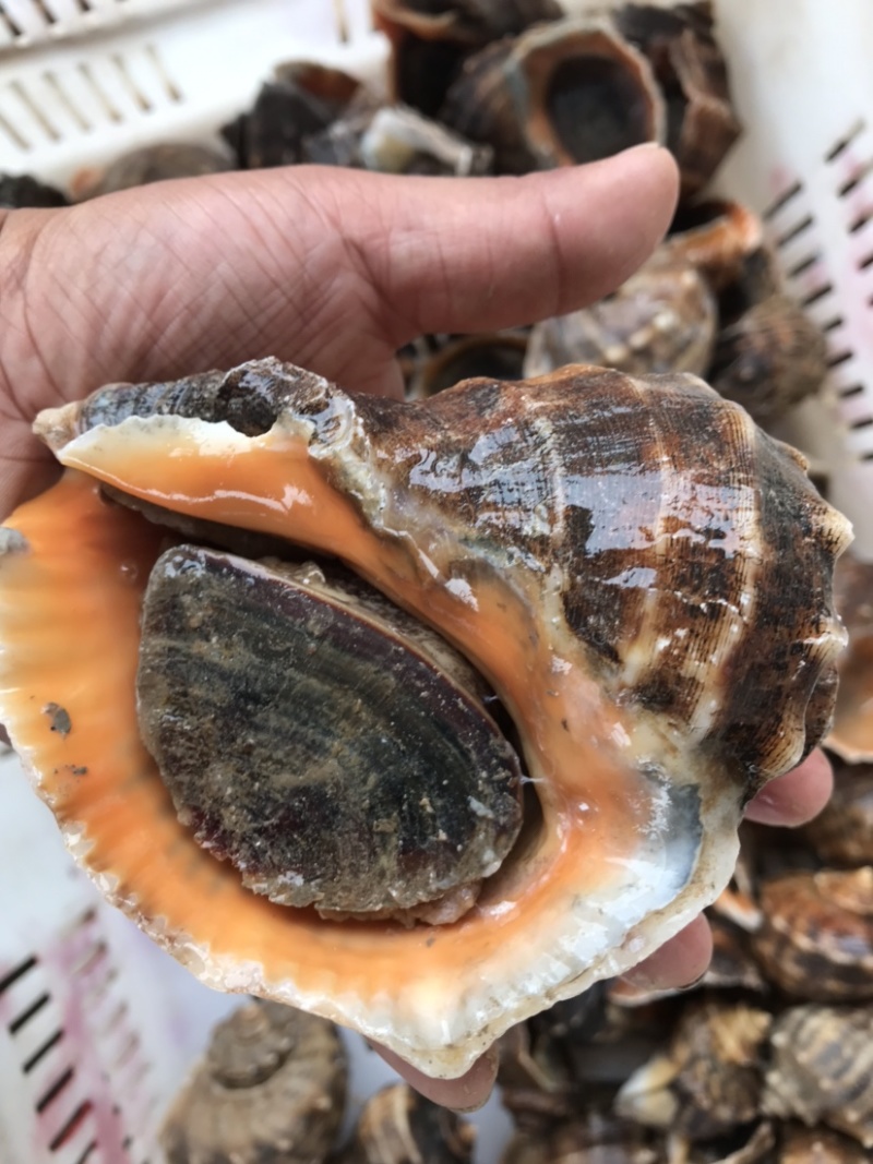 鲜活海螺地笼海螺吐沙发货大海螺小海螺牙签螺