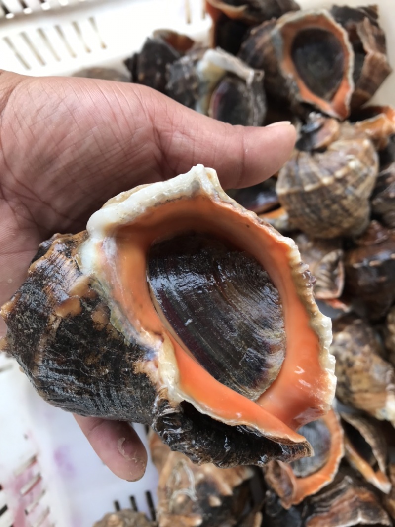 鲜活海螺地笼海螺吐沙发货大海螺小海螺牙签螺