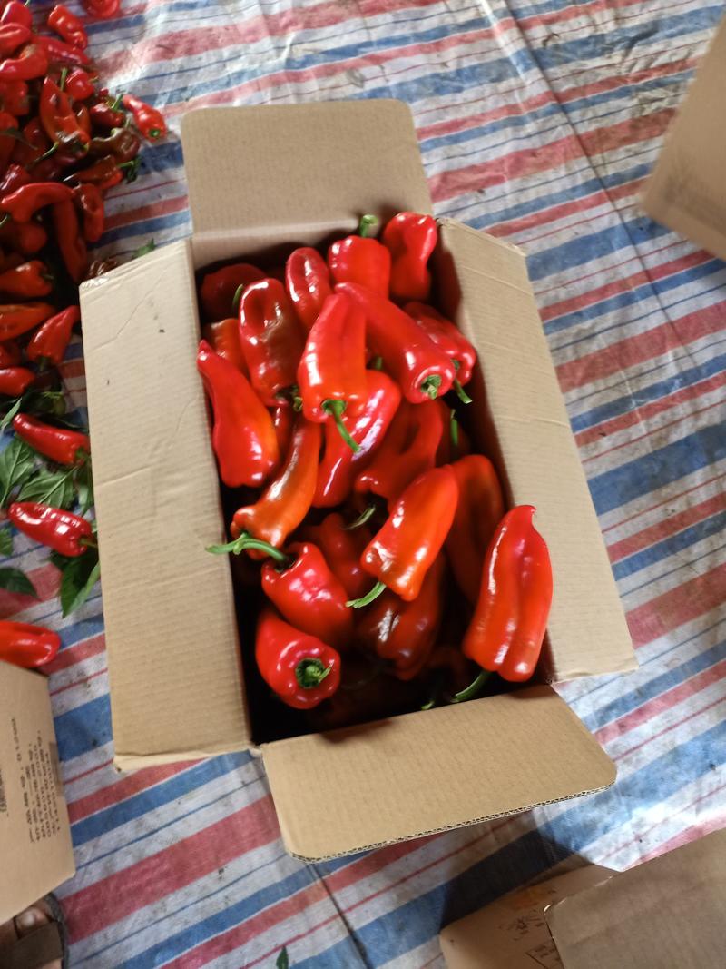 精品红辣椒质量好保证保量欢迎采购