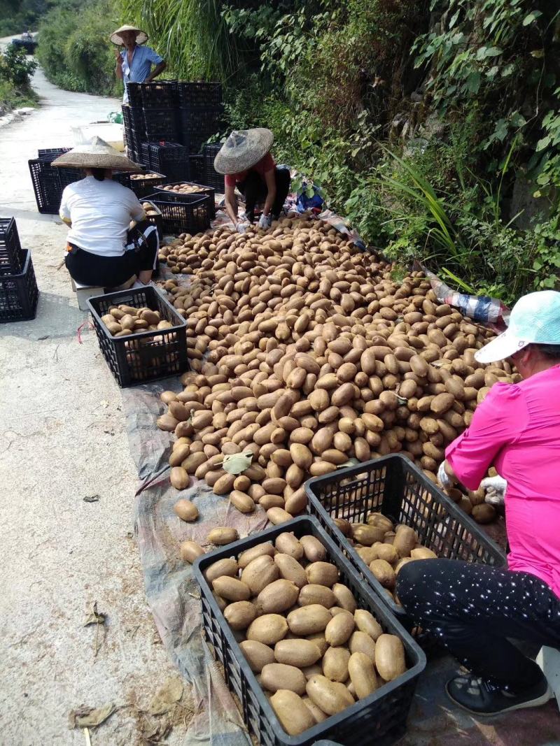 凤凰米良绿心猕猴桃一手货源，现摘现发，诚信代办，对接商超