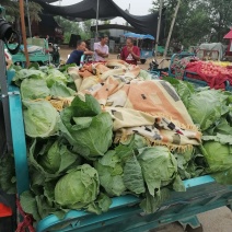 郑州中牟本地包菜上市