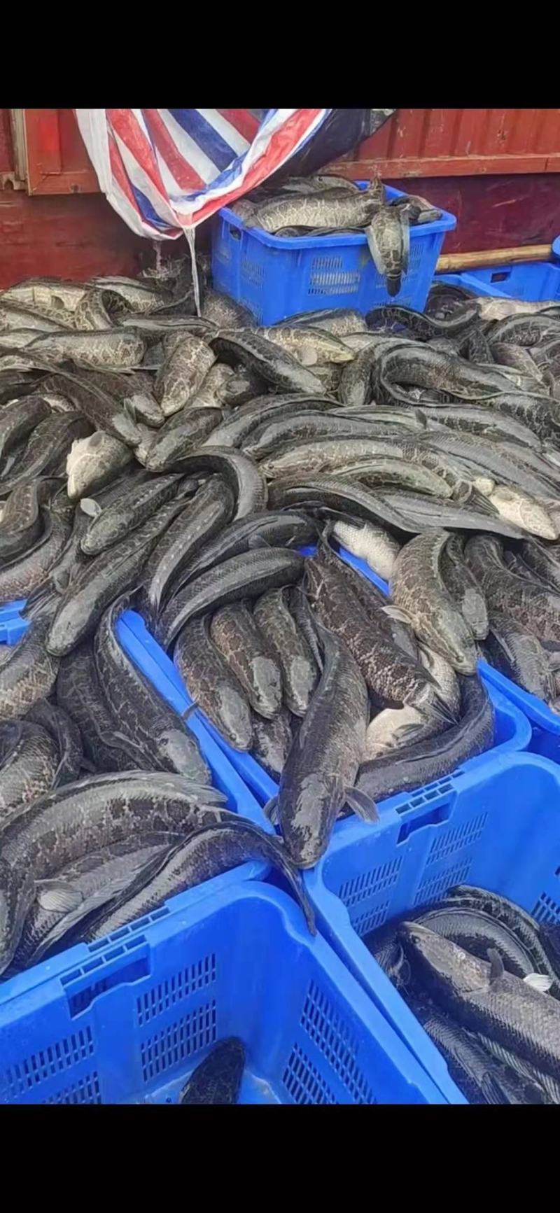 黑鱼产地直销量大从优