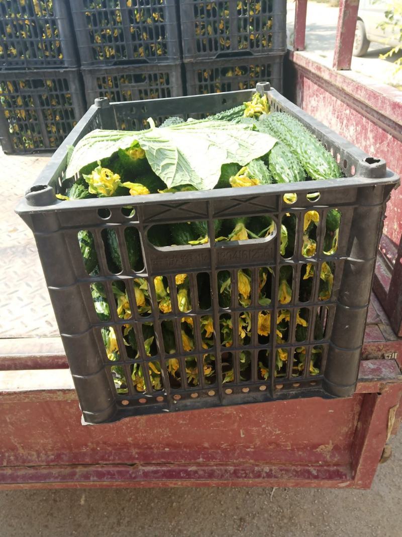 水黄瓜，密刺黄瓜，黑黄瓜，产品同优，大量上市，