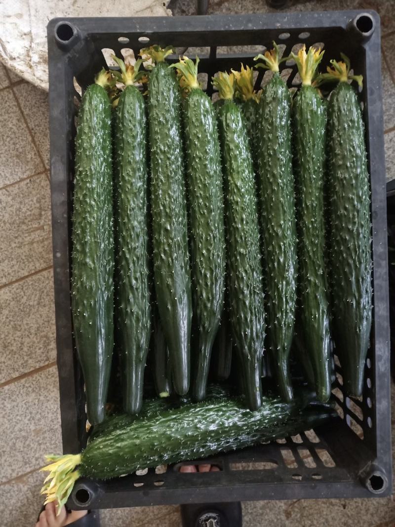 水黄瓜，密刺黄瓜，黑黄瓜，产品同优，大量上市，