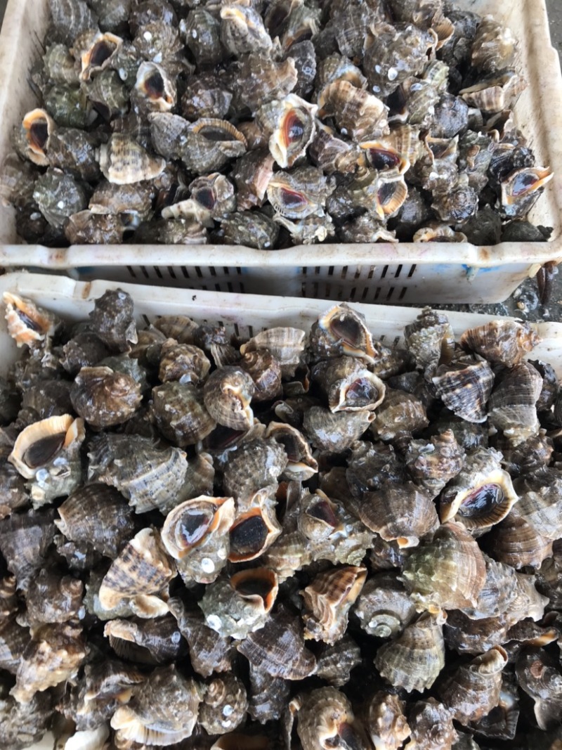 鲜活海螺地笼海螺吐沙发货大海螺小海螺牙签螺