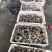 鲜活海螺地笼海螺吐沙发货大海螺小海螺牙签螺