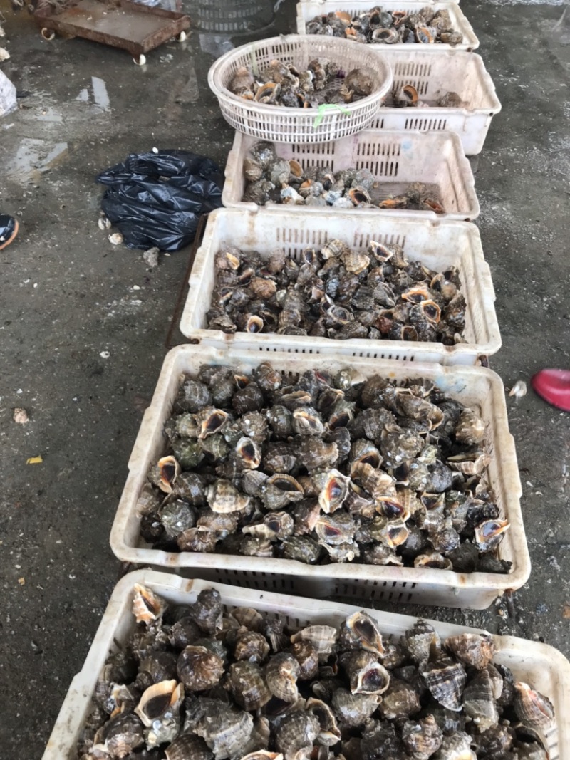 鲜活海螺地笼海螺吐沙发货大海螺小海螺牙签螺