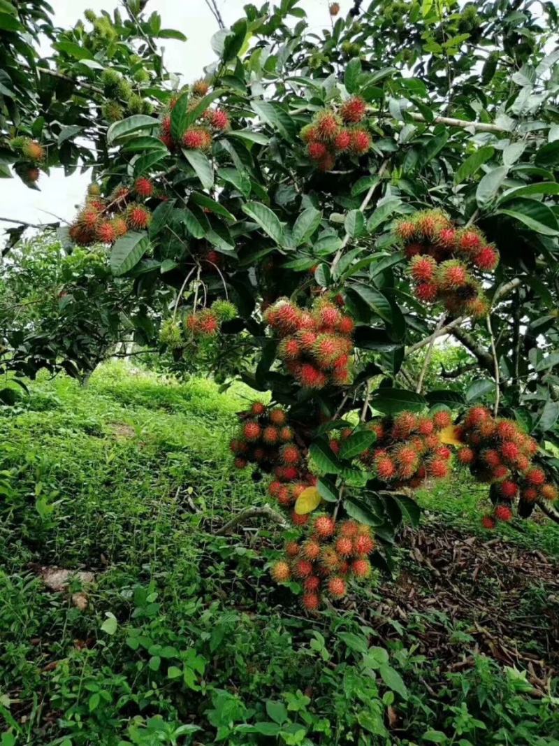 海南红毛丹水果毛荔枝5斤新鲜应季热带现摘现发