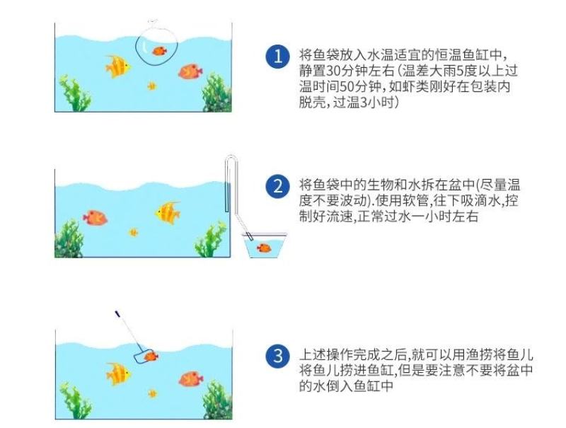 锦鲤鱼苗包精品锦鲤幼鱼苗观赏鱼日本锦鲤红白三色黄金鲤